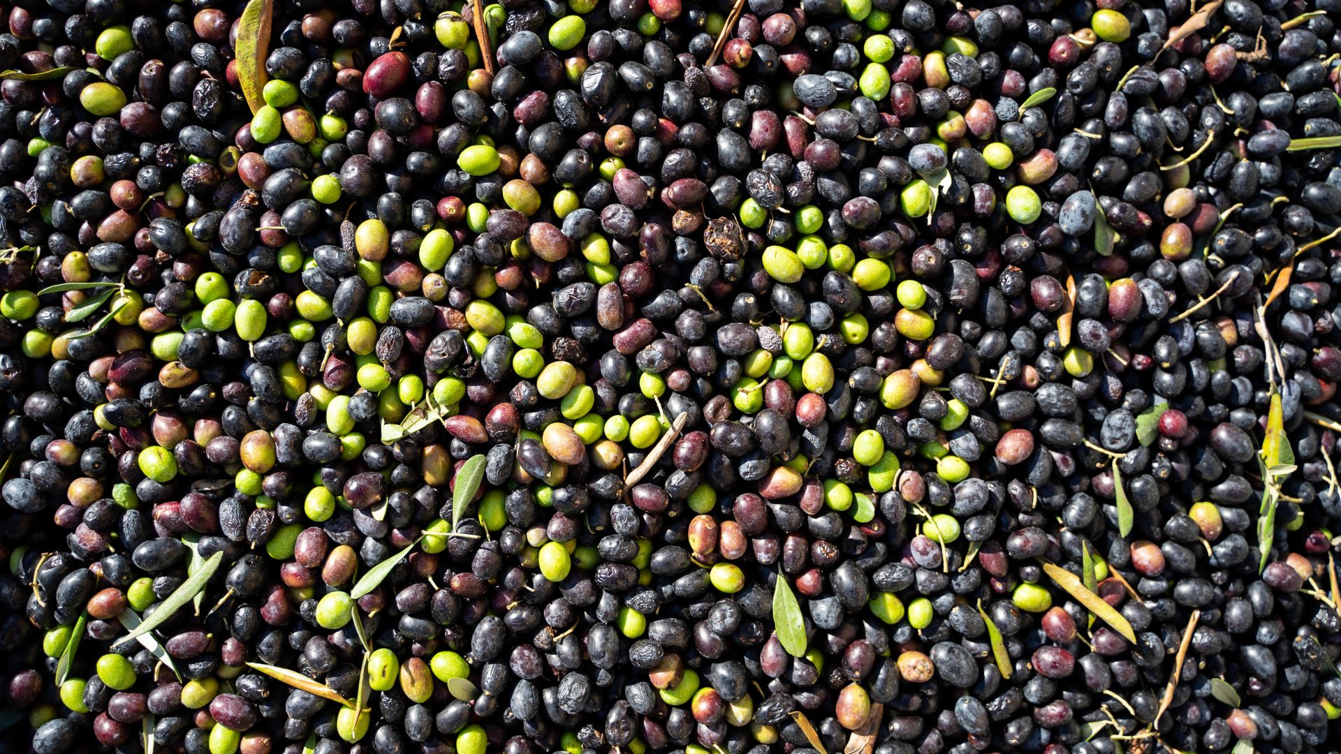 Olive Oil and Frantoio 1