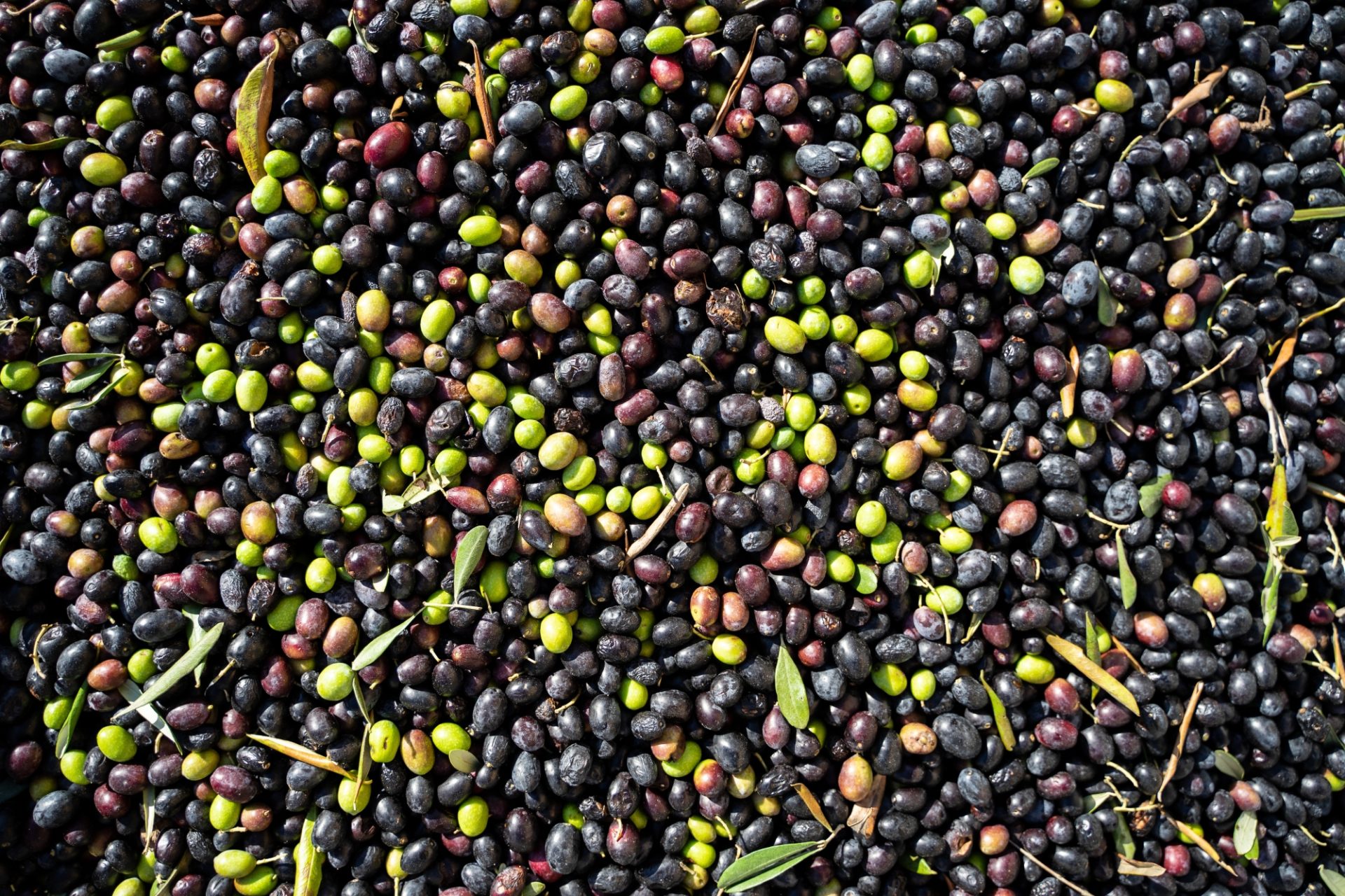 Olive Oil and Frantoio 1