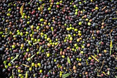 Olive Oil and Frantoio 1