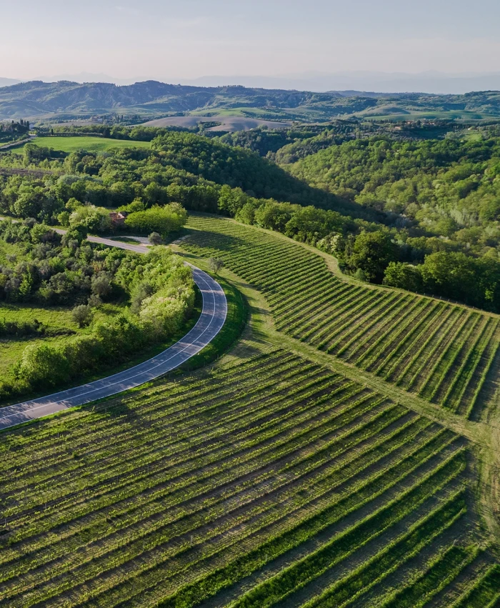 Vineyard Castelfalfi Hero