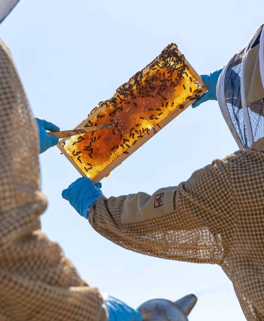 Le nostre api 2 Castelfalfi