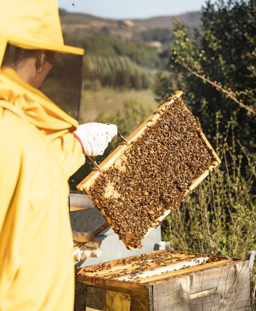 Le nostre api Castelfalfi