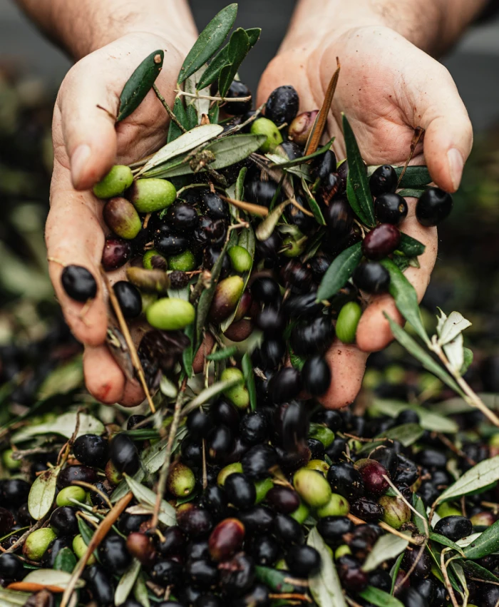 Castelfalfi Wine Oil 4